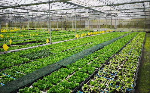 共享菜園入駐長江新區，智慧農業與生物質能服務賦能綠色生活