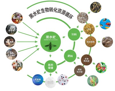 廣東發(fā)布團(tuán)標(biāo) 推動(dòng)廚余垃圾養(yǎng)殖黑水虻產(chǎn)業(yè)化，探索生物質(zhì)能服務(wù)新路徑