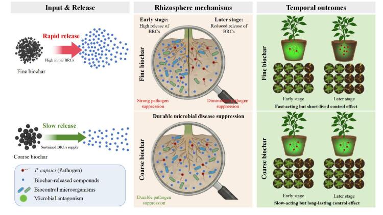 資環(huán)所土壤改良與功能肥料創(chuàng)新團隊在生物炭調(diào)控土壤微生物結(jié)構(gòu)與功能時效機制方面取得重要進展
